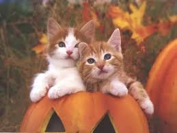 Cute Cat Wallpapers As Dp Wallpaper Cave Segera gunakan cute cats wasticker for whatsapp karena: cute cat wallpapers as dp wallpaper cave