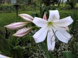 Image result for Crinum lugardiae