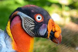 Amazon Rainforest Animals A List Of Unique Creatures