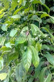 Image result for Combretum indicum