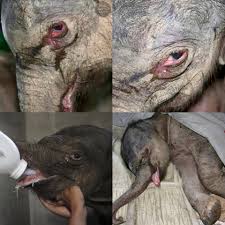 💔 FIVE HOURS OF TEARS 💔 This is the story of Zhuangzhuang — a baby  elephant rejected by his own mother. Not once, but twice. Born in a Chinese  wildlife reserve, his