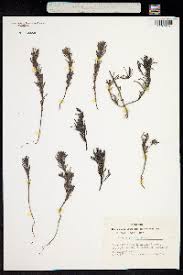 Image result for Suaeda plumosa