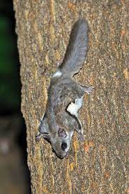 Southern Flying Squirrel Scaling Tree Flying Squirrel Squirrel Cute Squirrel