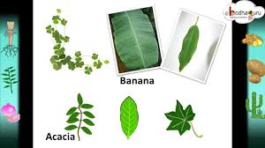 science leaf structure its functions and modifications hindi