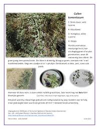 Image result for Cullen tomentosum