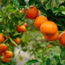 Garden goods direct provides a host of edible plants so you can shop for fruit and nut trees online. Buy Fruit Plants Shop Grafted Seed Grown Fruit Tree Online India