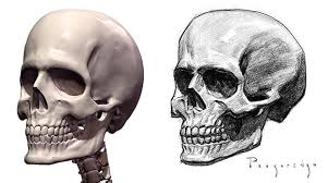 Draw A Skull Halloween Special Human Skull Drawing Skulls Drawing Skull Anatomy