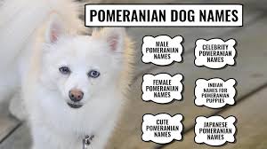 A pomeranian from primarily show lines, with a lot of. 110 Best Pomeranian Dog Names With Meanings Petmoo