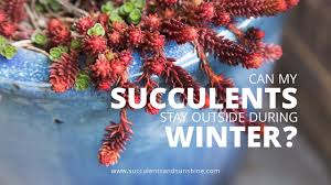 Anyway, i have noticed it is leaning pretty drastically, and keep i live in denver and have been growing from a southern facing window. Can Succulents Stay Outside During Winter Succulents In Seconds Youtube