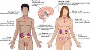 Sistem Hormon Pada Manusia Dan Fungsinya Dosenbiologi Com