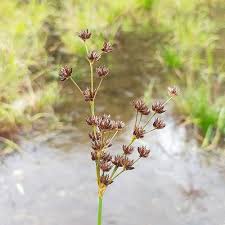 Image result for Juncus lomatophyllus
