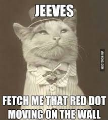 Right Away Sir Fluffles 9gag
