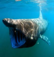 The great white shark is the largest predatory shark in the ocean and can grow to 26 feet and live for 70 years. Basking Shark Wikipedia