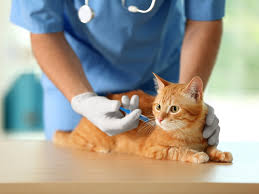 Importance of Pet Vaccinations | Pet Health | Pet Diseases