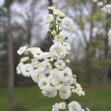 Image result for Spiraea prunifolia