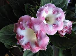 Pin On Gloxinia Flowers