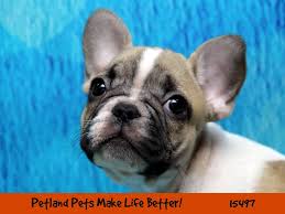 French bulldog puppies purchased at the akc registered and usda licensed french bulldog kennel have all the important things like dog vaccinations and, of course, sales contract, all the appropriate certificates and other documents: French Bulldog Puppies Petland Chicago Ridge
