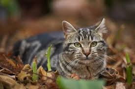 Keeping Cats Out Of The Garden Cat Repellant Cats Lawn And Garden