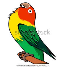 Gambar burung lovebird biola cantik youtube p yang ingin tahu ciri umum burung lovebird parblue standar hijau pastel blorok mp3 beserta gambar dan harga terbarunya ale peternak. 25 Gambar Burung Lovebird Kartun Cari Gambar Keren Hd