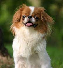 Pin On Japanese Chin