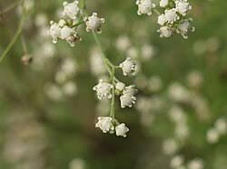 Image result for Parthenium