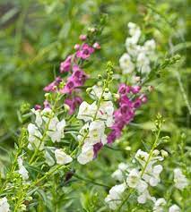 Plant Angelonia For Continuous Color In Your Garden Plants Annual Flowers Overwintering