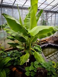 Check spelling or type a new query. Dwarf Cavendish Banana Trees For Sale The Tree Center