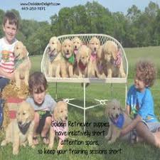 Akc english cream golden retriever puppies for sale in tennessee. 56 Golden Retriever Puppies Ideas Golden Retriever Puppies Retriever