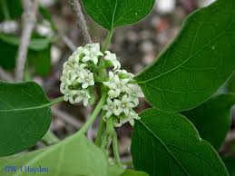 Image result for Marsdenia