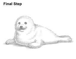 How To Draw A Seal Pup Harp Seal The drawbot also has plenty of drawing and coloring pages! how to draw a seal pup harp seal