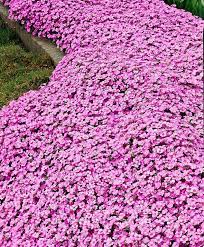 Garden Arabis Rose 30 Seeds Arabis Caucasica Rosea Etsy Perennial Ground Cover Ground Cover Plants Plants