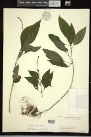 Image result for Mellera nyassana