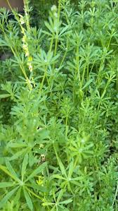 Image result for Sapium acetosella