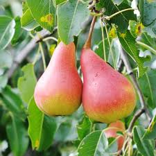 Frostschutz obstgarten frisches obst winterhart heidelbeeren garten pflanzen gartenarbeit pfirsiche november. Saisonkalender Deutschland Mein Garten