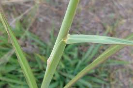 Image result for Setaria incrassata