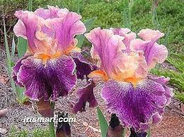 It takes its name from the greek word for a rainbow, which is also the name for the greek goddess of the rainbow, iris. Bearded Iris Iris Flowers Tall Bearded Iris