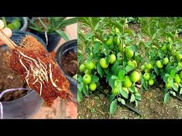 Guava Tree Grafting Golectures Online Lectures Naging puno na siya kasi. golectures