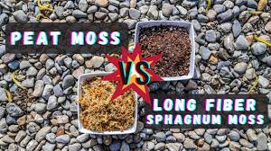 Check spelling or type a new query. Peat Moss Vs Sphagnum Moss Best Venus Flytrap Soil Mix Substrate What Is The Difference Youtube