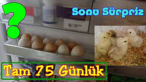 yasli yumurtalardan civciv cikar mi yumurta kulucka