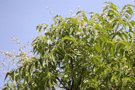 Dandruff and itchiness of scalp: Kcca For A Better City