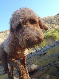 Hank F1bb Standard Goldendoodle Doodle Hund Hunde