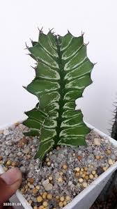 Image result for Euphorbia bougheyi