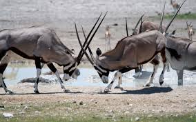 The kudus have the highly recognizable long and spiral horns and are herbivorous. 6 Of Tanzania 8217 S Coolest If Lesser Known Exotic Animals Butterfield Robinson
