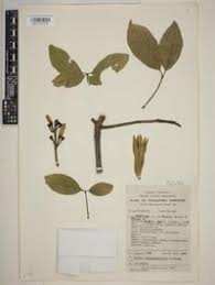 Image result for Bombax rhodognaphalon