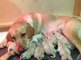Goldens are fairly large in size and have a. Litter Of 9 Labrador Retriever Puppies For Sale In Parker Co Adn 27152 On Puppyfinder Com Labrador Retriever Labrador Retriever Puppies White Labrador Puppy