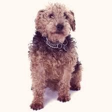 Image result for lakeland teriér