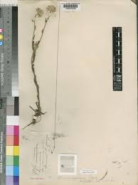 Image result for Vernonia ugandensis