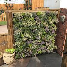 Vertical gardens and living walls are an ideal way for those with small garden spaces or yards to still grow their favorite plants and vegetables. Buy Wonderwall Vertical Planting Starter Kit Delivery By Crocus