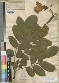 Image result for Fernandoa magnifica