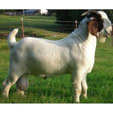 77,441 likes · 47 talking about this. Male Boer Goat Rs 50000 Piece Maa Iz Traders Id 6643349833